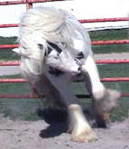 Gypsy Cob Vanner Stallion-Fling W Farms Samson