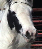 Gypsy Cob Vanner Stallion-Fling W Farms Samson