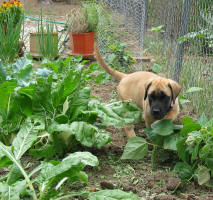 Duchess Roxanne Puppy in the Garden