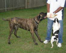 Dutch and Tucker (the Boston Terrier)