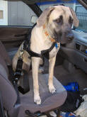Gertrude in her safety harness Oct 19, 2009