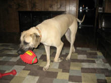 Gertrude with her football Dec 25, 2009