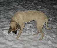Gertrude in the snow Jan 29, 2010