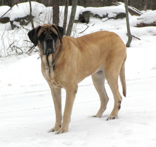 American Mastiff Hercules-Winter of 2009