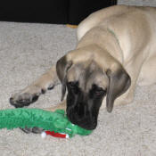 Luna with Christmas toy-2009