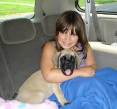 American Mastiff Puppy-Luna & Jessica