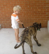 American Mastiff with Mason 18 weeks